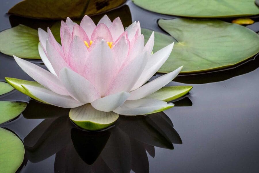 online yoga classes